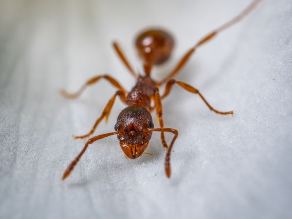 Ant