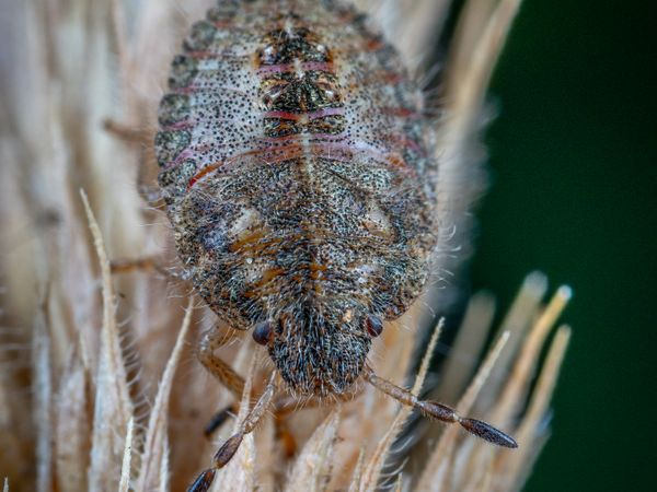 Bed Bug