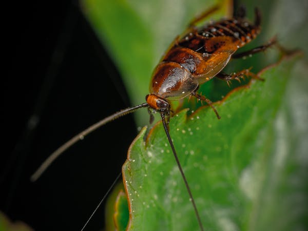 Cockroach
