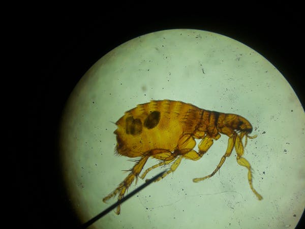 Flea