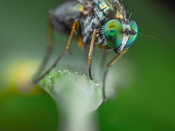 House Fly