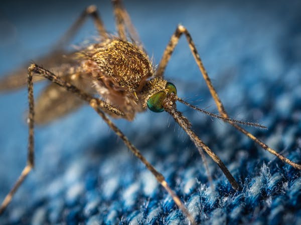 Mosquito