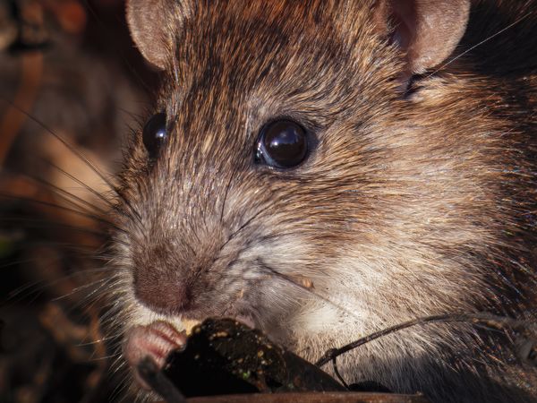 Rodent