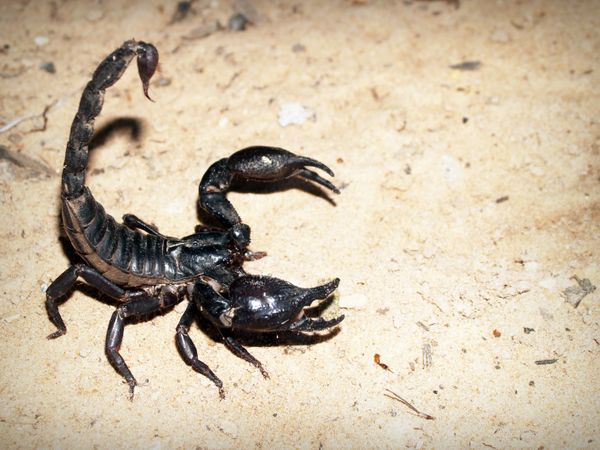 Scorpion