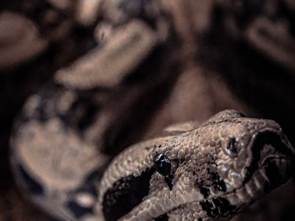 Snake