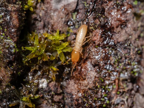 Termite