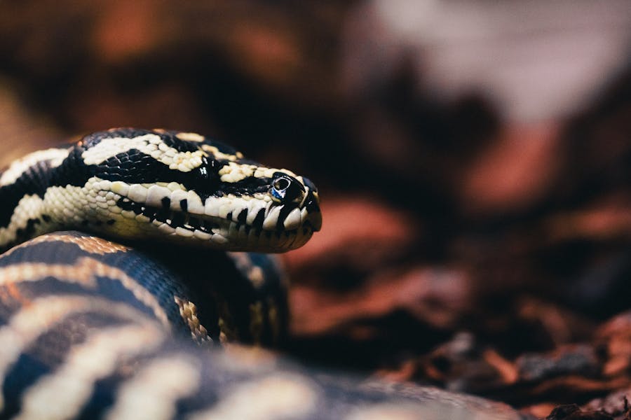 Snake and Scorpion